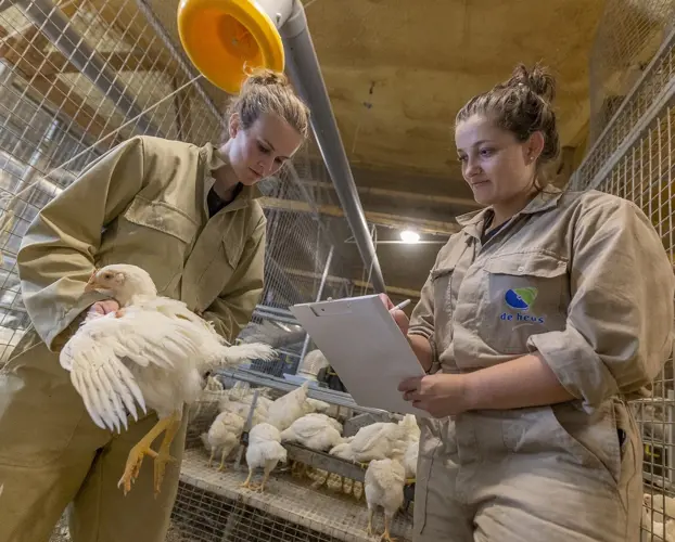 two poultry technicians are holding and checking white broiler chicken in the closed house farming system.